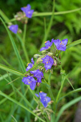 青紫色の花を咲かせるハナシノブ