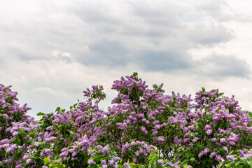 Obraz na płótnie Canvas Lilac tree in the summer