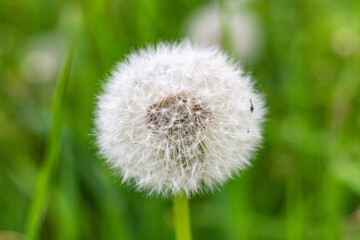 dandelion on green background