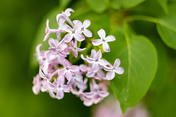 Bunch of lilac flowers
