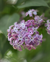 Bunch of lilac flowers