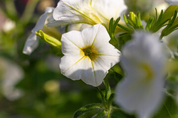 white flowers in the garden