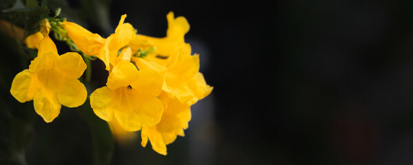 Blooming of beautiful yellow flowers with copy space. Plant growth banner background concept