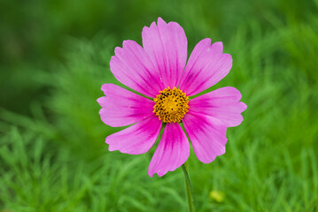 Obraz premium 大きく開いたピンクのコスモス一輪