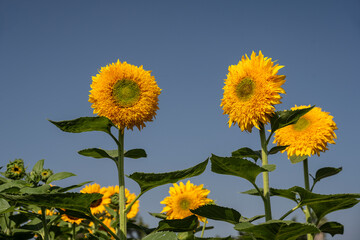 Sunflowers with blue sky in the background.