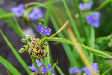 青紫色の花を咲かせるハナシノブにやってきたハチ