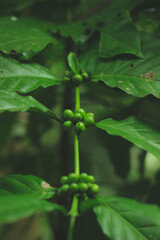 Coffee Beans | Tree | Plant | Coffea is a genus of flowering plants in the family Rubiaceae.