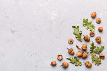 Branch with green oak tree leaves and acorns on colored background, close up top view