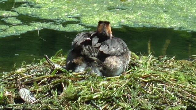 Great grebe with its chick (Adda river, Italy)