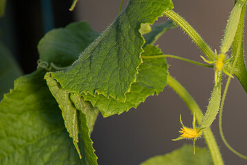 New cucumber seedlings with small cucumbers and flowers. Greenhouse cucumbers with yellow flowers