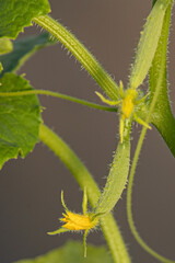 New cucumber seedlings with small cucumbers and flowers. Greenhouse cucumbers with yellow flowers