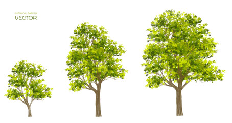 Vector watercolor tree side view isolated on white background for landscape and architecture drawing, elements for environment or and garden,botanical elements for section 