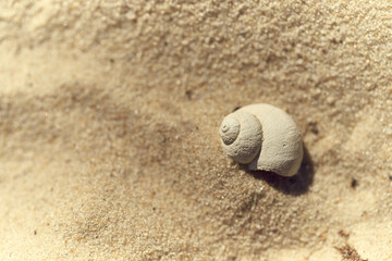 Fototapeta na wymiar White shell on a sand beach
