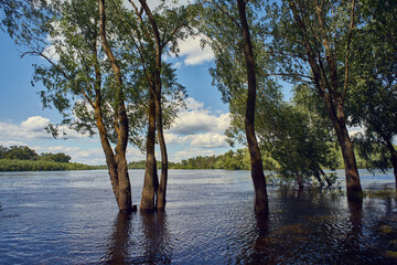 Green trees in the flooded river