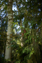 Green pine branch with cones