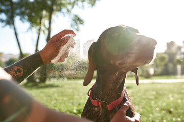 Man cooling Kurzhaar dog with water spray in park