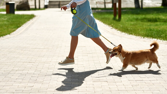 Partial of girl running with Corgi dog in park