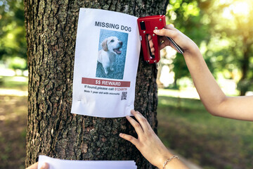 Teenage girl pasting posters of the missing dog, close up.