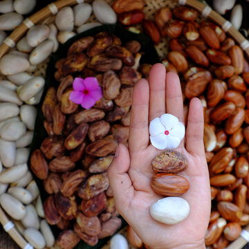 woman hand hold jackfruit seeds