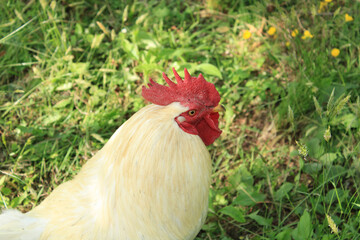 natural tabby cat macro photo