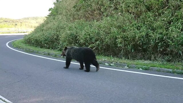 Hokkaido,Japan - June 22, 2022: A wild brown bear or Ursus arctos or Higuma walking on Shiretoko road in Hokkaido, Japan
