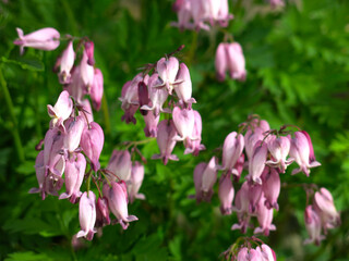 Dicentra blooms with pink flowers in the form of a heart