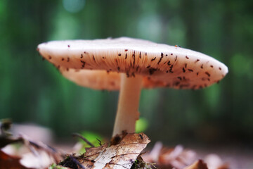 Inedible toxic mushroom in forest