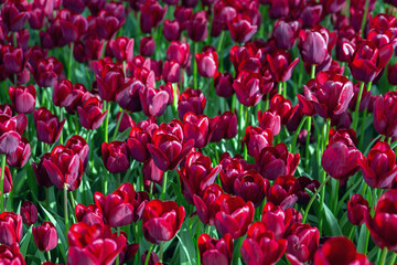 Field of tulip flowers. Nature floral backgound. Deep garnet colour. Top view