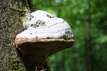 Polypore - mushroom on a tree in forest