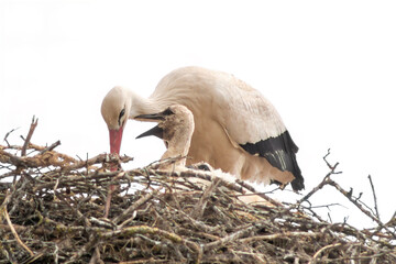a white stork with chicks in its nest