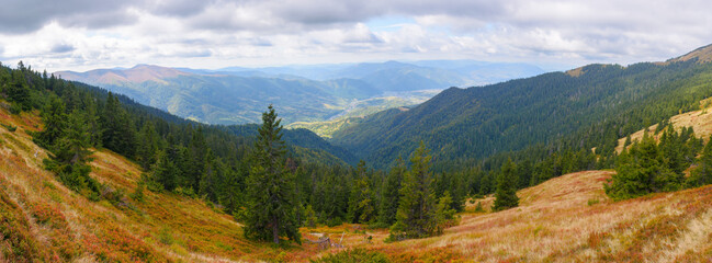 Obraz premium panorama of mountainous countryside in autumn. colorful grassy meadows and spruce forest on the hillside. view in to the rural valley in dappled light. ridge beneath a cloudy sky in the distance
