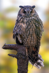 Fototapeta premium a long-eared owl sits on an old tree trunk