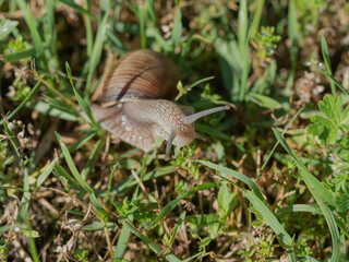 Burgundy snail - Helix pomatia is also a Roman snail in a natural environment in a meadow in bright light close-up, macro