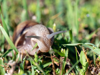 Burgundy snail - Helix pomatia is also a Roman snail in a natural environment in a meadow in bright light close-up, macro