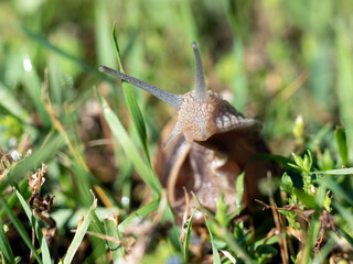 Burgundy snail - Helix pomatia is also a Roman snail in a natural environment in a meadow in bright light close-up, macro