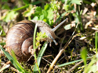 Burgundy snail - Helix pomatia is also a Roman snail in a natural environment in a meadow in bright light close-up, macro