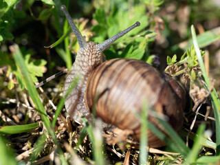 Burgundy snail - Helix pomatia is also a Roman snail in a natural environment in a meadow in bright light close-up, macro