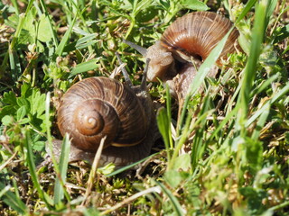 Two Burgundy snails - Helix pomatia is also a Roman snail in a natural environment in a meadow in bright light close-up, macro