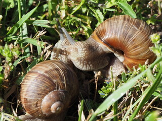 Two Burgundy snails - Helix pomatia is also a Roman snail in a natural environment in a meadow in bright light close-up, macro