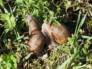 Two Burgundy snails - Helix pomatia is also a Roman snail in a natural environment in a meadow in bright light close-up, macro