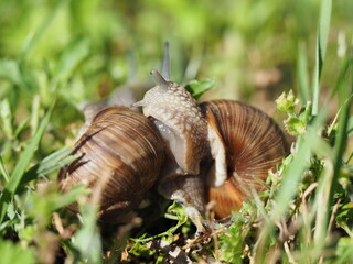 Two Burgundy snails - Helix pomatia is also a Roman snail in a natural environment in a meadow in bright light close-up, macro