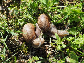 Two Burgundy snails - Helix pomatia is also a Roman snail in a natural environment in a meadow in bright light close-up, macro