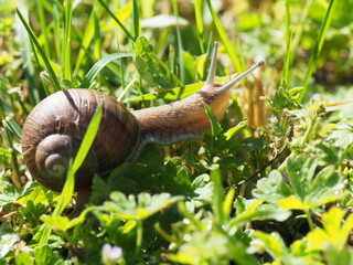 Burgundy snail - Helix pomatia is also a Roman snail in a natural environment in a meadow in bright light close-up, macro