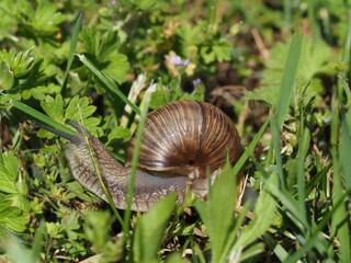 Burgundy snail - Helix pomatia is also a Roman snail in a natural environment in a meadow in bright light close-up, macro