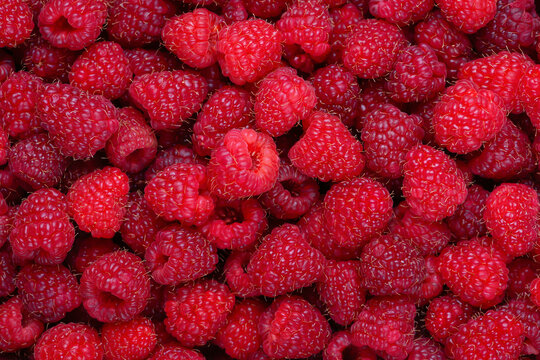 Raspberry background. Fresh red berries. Raspberry fruits horizontal background