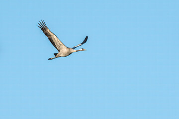 one crane flies in the sky