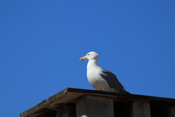 blue sky white seagulls photo