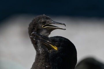 Young shag