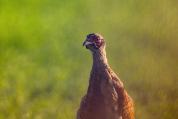 a young pheasant rooster in a meadow