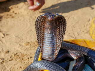 Cobra Snake showing hood, closeup picture, placed in a basket